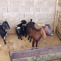 بز کهره دار