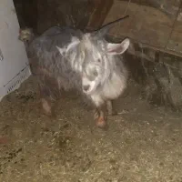 بزغاله|حیوانات مزرعه|خاو و میرآباد, |دیوار