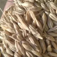 جو فروش|عمدهفروشی|سیروان, |دیوار