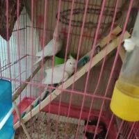 جفت آلبینو با 7 تا تخم