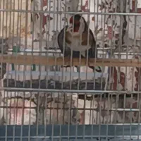 سهره نر جوجه قفس ۳ ساله کت باز کن