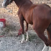 اسب عرب|اسب و تجهیزات اسب‌سواری|ارومیه, |دیوار