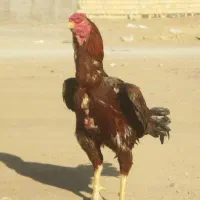 تخم لاری