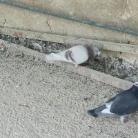 کبوتر پیازی|پرنده|خشت, |دیوار