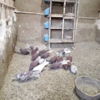 تعداد ۱۸عدد کبوتر فروشی