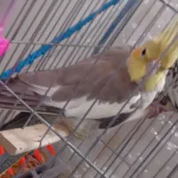 سلام عروس هلندی  فک کنم ماده