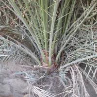 دمیت،پاجوش|خدمات باغبانی و درختکاری|کاکی, |دیوار