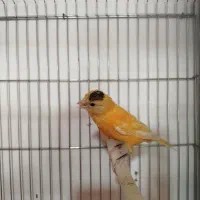 قناری نر دهن زن و ماده اماده|پرنده|شیراز, ده پیاله|دیوار