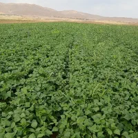 کاه لوبیا سبز