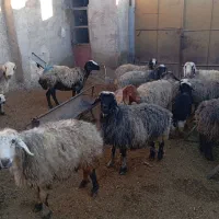 میش و بز پاکستانی