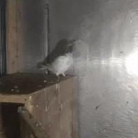 معاوضه با مسافتی|پرنده|لاهیجان, گلستان|دیوار