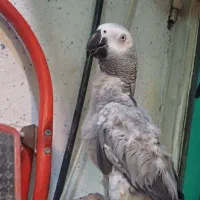 جوجه کاسکو ۱ سال سه ماهه فول دشتی حلقه پا