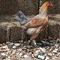 باری محلی اصیل و پاپر