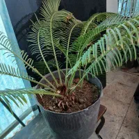 نخل زینتی|گل و گیاه طبیعی|اصفهان, کوی امام|دیوار