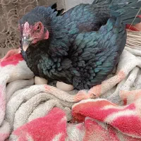 تعداد6عددمرغ بفروش میرسد...|حیوانات مزرعه|میناب, |دیوار