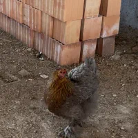 مرغ برهما تخم گذار