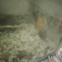 ماهی اسکار و ردتیل|ماهی|بندرعباس, |دیوار