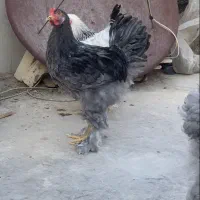 مرغ خروس برهما بلو و لایت اصیل اصیل
