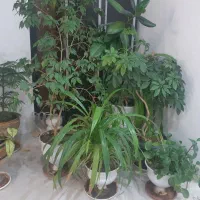 گل و گلدان زیبا