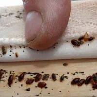 سم‌پاشی فوری و تضمینی،ایمن وتخصصی|خدمات نظافت|دزفول, |دیوار