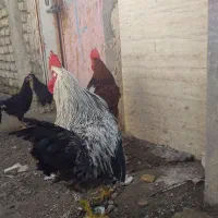 خروس محلی و روستایی خروس جوان سالم خروس عربی