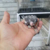 عروس هلندی|پرنده|شیراز, مسلم|دیوار