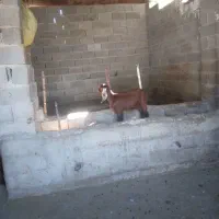 بزغاله پاکستانی مخصوص داشتی