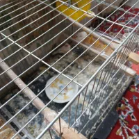 فنچ|پرنده|قدس, شهرقدس|دیوار