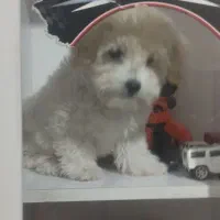 سگ نژاد پودل|سگ|خرمآباد, |دیوار