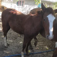 کره اسب مادیان