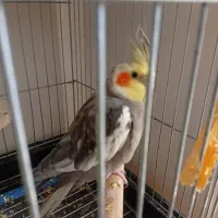 عروس هلندی سخنگو|پرنده|پرند, فاز ۶|دیوار