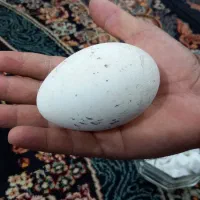 تخم غاز فروشی