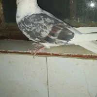 کبوتر نر خوشونه