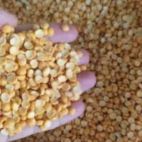 حبوبات  درجه یک وزود پخت باارسال رایگان