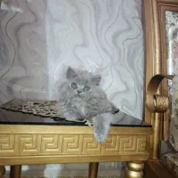 گربه ماده اسکاتیش باهوش ومهربون