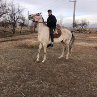 اسب نریان نژاد ترکمن