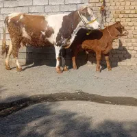 گاو گوساله سیمینتال