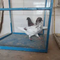 کبوتر پرشی تهرانی