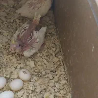 جوجه عروس هلندی