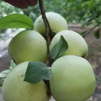 زمین گلخانه با چاه عمیق