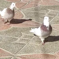 کبوتر|پرنده|یاسوج, |دیوار