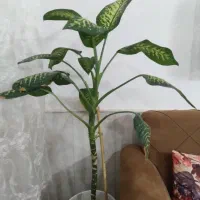 گل دیفن باگل فیلتوس