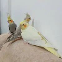 فروش ۶ عدد عروس هلندی|پرنده|تفت, |دیوار