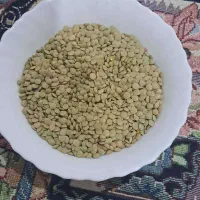 عدس مغان