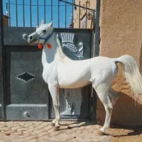 اسب عرب|اسب و تجهیزات اسب‌سواری|ابریشم, |دیوار