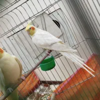 عروس هلندی مولد