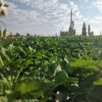 سیب زمینی لوکس