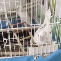 فروش عروس هلندی