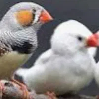2 عدد فنج  تخم گذار با قفس 750