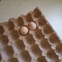 تخم مرغ برهما